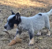 Bear (pending), a male Australian Cattle Dog for sale in Stark City, MO – 2 of 9