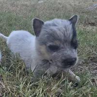 Denim, a male Australian Cattle Dog for sale in Stark City, MO – 3 of 4