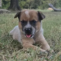 Big Red, a female Australian Cattle Dog for sale in Stark City, MO – 3 of 4