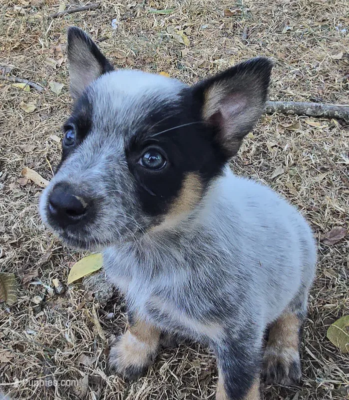 Bear – Australian Cattle Dog puppy for sale in Stark City, MO