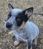 Bear (pending), a male Australian Cattle Dog for sale in Stark City, MO – 1 of 9