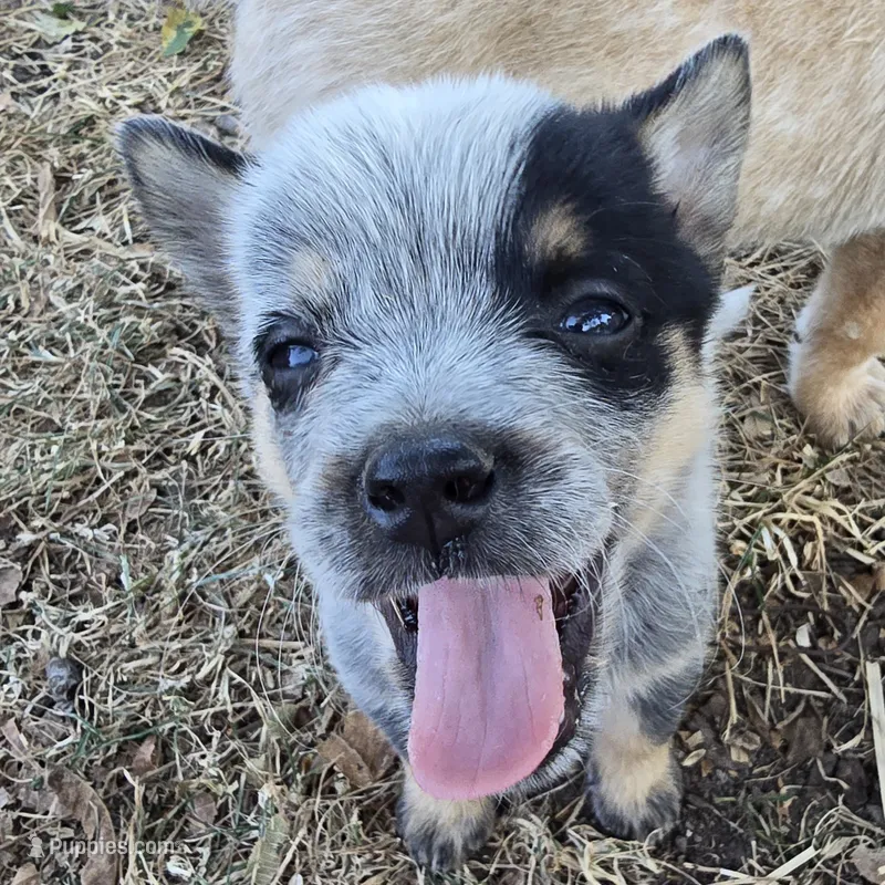 Denim – Australian Cattle Dog puppy for sale in Stark City, MO