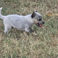 Denim, a male Australian Cattle Dog for sale in Stark City, MO – 4 of 4