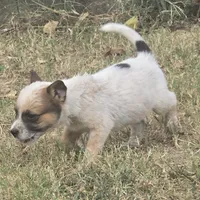 River, a male Australian Cattle Dog for sale in Stark City, MO – 2 of 3