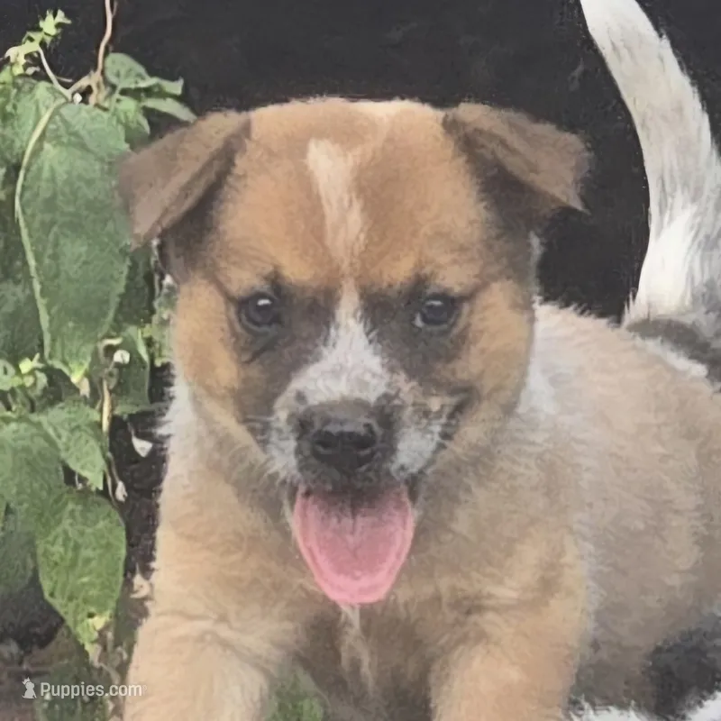 Big Red – Australian Cattle Dog puppy for sale in Stark City, MO