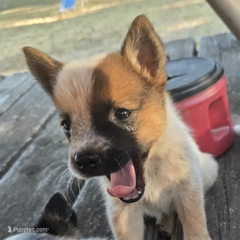 Georgia Peach – Australian Cattle Dog puppy for sale in Stark City, MO