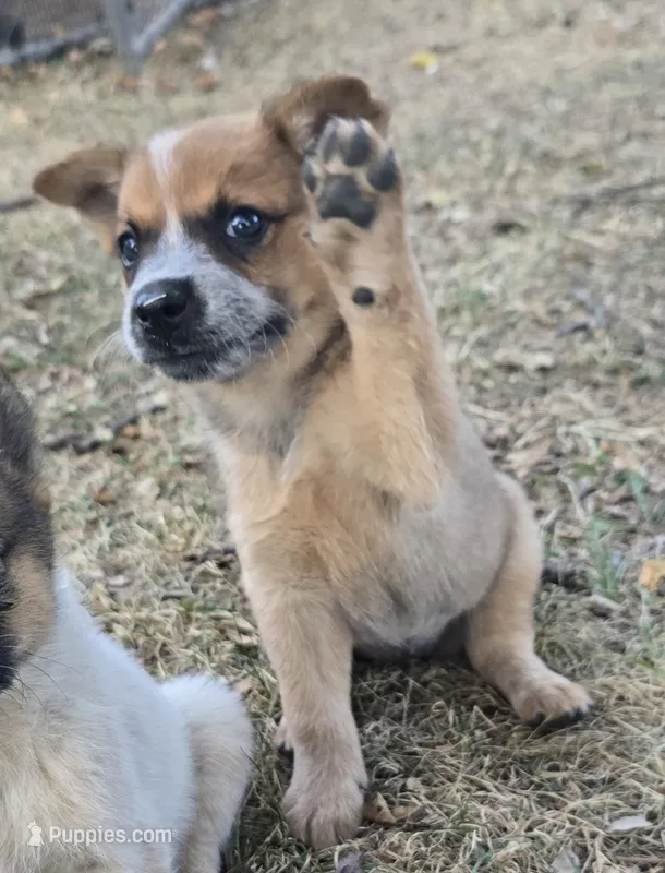 Big Red – Australian Cattle Dog puppy for sale in Stark City, MO