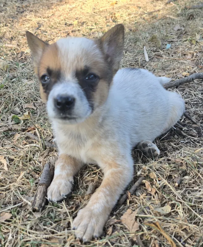 River – Australian Cattle Dog puppy for sale in Stark City, MO