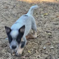 Bear (pending), a male Australian Cattle Dog for sale in Stark City, MO – 3 of 9