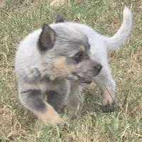 Denim, a male Australian Cattle Dog for sale in Stark City, MO – 2 of 4