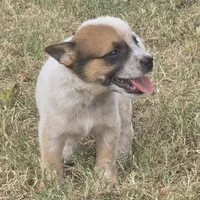 River, a male Australian Cattle Dog for sale in Stark City, MO – 3 of 3