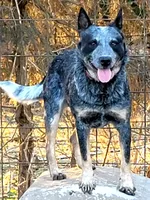 Bear (pending), a male Australian Cattle Dog for sale in Stark City, MO – 8 of 9