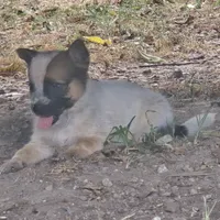 Georgia Peach, a female Australian Cattle Dog for sale in Stark City, MO – 3 of 3