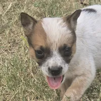 River, a male Australian Cattle Dog for sale in Stark City, MO – 1 of 3