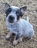 Bear (pending), a male Australian Cattle Dog for sale in Stark City, MO – 4 of 9
