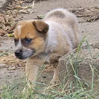 Big Red, a female Australian Cattle Dog for sale in Stark City, MO – 2 of 4
