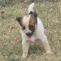 Georgia Peach, a female Australian Cattle Dog for sale in Stark City, MO – 2 of 3