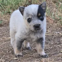 Denim, a male Australian Cattle Dog for sale in Stark City, MO – 1 of 4