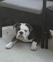 Mabel , a female English Bulldog for sale in Noblesville, IN – 2 of 5