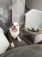 Mabel , a female English Bulldog for sale in Noblesville, IN – 5 of 5