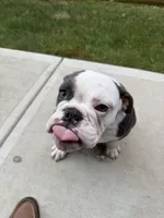 Mabel , a female English Bulldog for sale in Noblesville, IN – 4 of 5