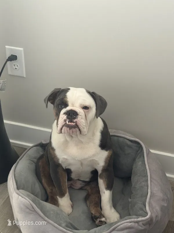 Mabel  – English Bulldog puppy for sale in Noblesville, IN