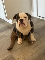 Mabel , a female English Bulldog for sale in Noblesville, IN – 3 of 5