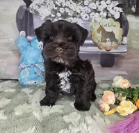 Beau, a male Miniature Schnauzer for sale in New Boston, TX – Photo 2 of 3