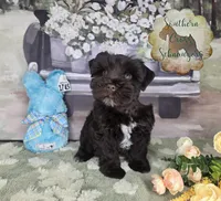 Beau, a male Miniature Schnauzer for sale in New Boston, TX – Photo 3 of 3
