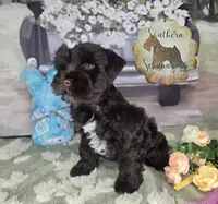 Beau, a male Miniature Schnauzer for sale in New Boston, TX – Photo 1 of 3