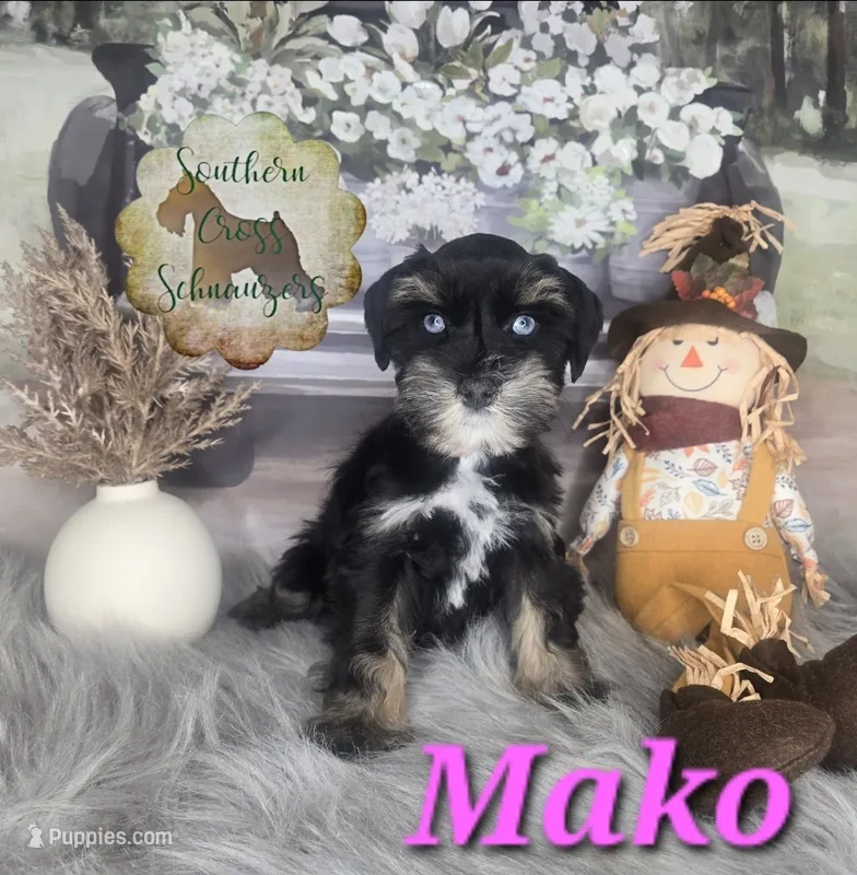 Mako  – Miniature Schnauzer puppy for sale in New Boston, TX