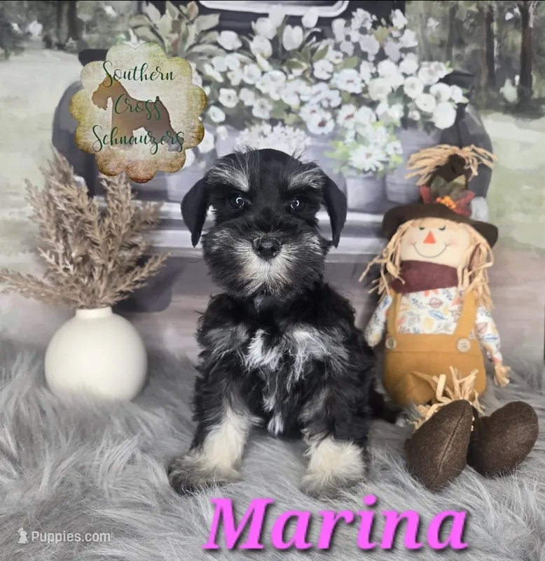 Marina  – Miniature Schnauzer puppy for sale in New Boston, TX
