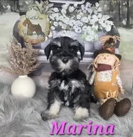 Marina , a female Miniature Schnauzer for sale in New Boston, TX – 1 of 1