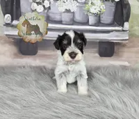 Plum, a female Miniature Schnauzer for sale in New Boston, TX – Photo 3 of 4