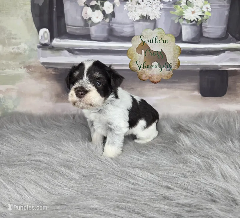 Plum, a female Miniature Schnauzer for sale in New Boston, TX – Photo 1 of 4