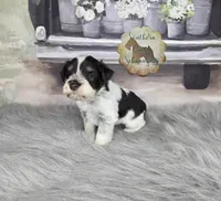 Plum, a female Miniature Schnauzer for sale in New Boston, TX – Photo 1 of 4