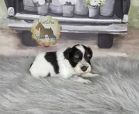 Plum, a female Miniature Schnauzer for sale in New Boston, TX – Photo 4 of 4