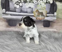 Plum, a female Miniature Schnauzer for sale in New Boston, TX – Photo 2 of 4