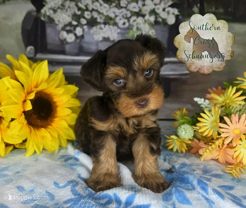 Whiskey Jr – Miniature Schnauzer puppy for sale in New Boston, TX