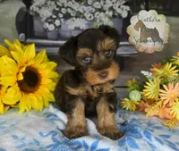 Whiskey Jr, a male Miniature Schnauzer for sale in New Boston, TX – Photo 1 of 3