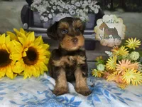 Whiskey Jr, a male Miniature Schnauzer for sale in New Boston, TX – Photo 2 of 3