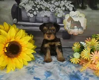 Whiskey Jr, a male Miniature Schnauzer for sale in New Boston, TX – Photo 3 of 3