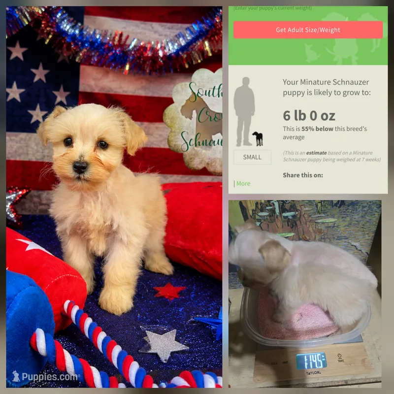 Flynn – Miniature Schnauzer puppy for sale in New Boston, TX