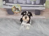 Peach, a male Miniature Schnauzer for sale in New Boston, TX – Photo 1 of 3