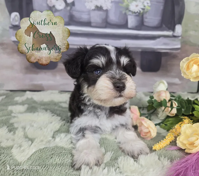Peach – Miniature Schnauzer puppy for sale in New Boston, TX