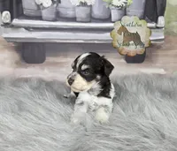 Peach, a male Miniature Schnauzer for sale in New Boston, TX – Photo 2 of 3