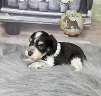 Peach, a male Miniature Schnauzer for sale in New Boston, TX – Photo 3 of 3