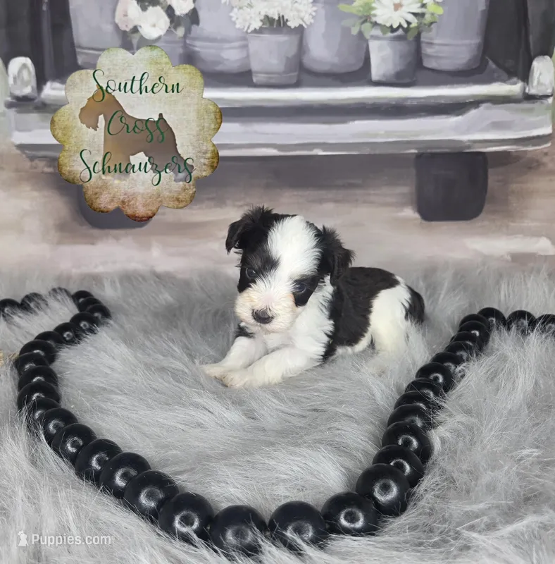 Mango, a male Miniature Schnauzer for sale in New Boston, TX – Photo 1 of 1