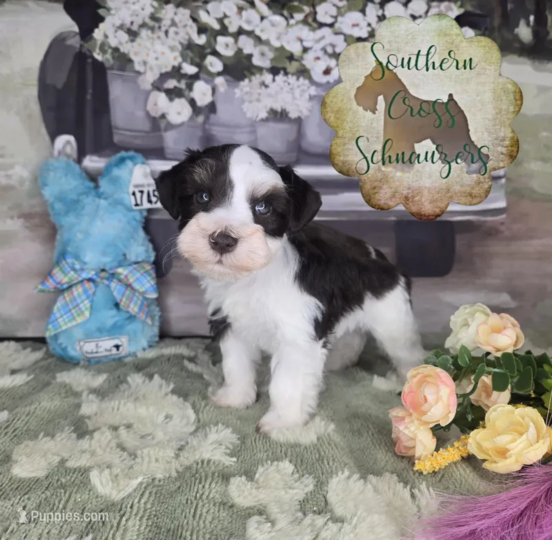 Mango – Miniature Schnauzer puppy for sale in New Boston, TX