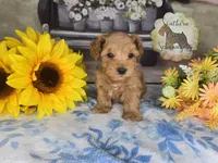 Riot, a male Miniature Schnauzer for sale in New Boston, TX – Photo 1 of 2